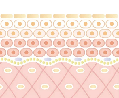 REVIハーブピーリングの働きその1