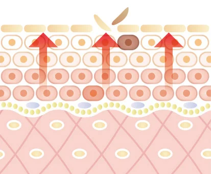 REVIハーブピーリングの働きその4